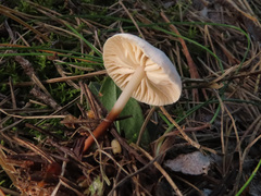 Marasmius wynneae