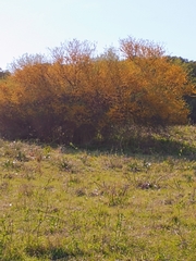 Vachellia caven