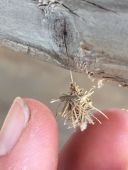 Brachycyttarus griseus