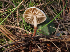 Marasmius wynneae