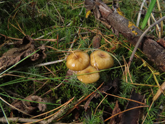 Hygrophorus hypothejus