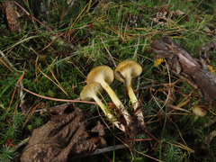 Hygrophorus hypothejus