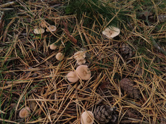 Cystoderma carcharias