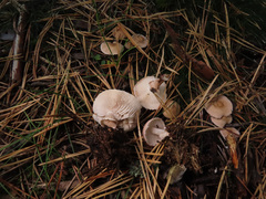 Cystoderma carcharias