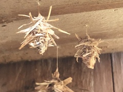 Brachycyttarus griseus