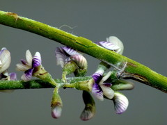 Carmichaelia australis