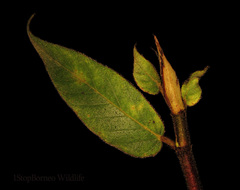 Ficus malayana