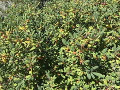 Frangula californica tomentella