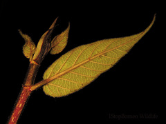 Ficus malayana