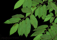 Ficus malayana
