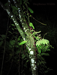 Ficus malayana