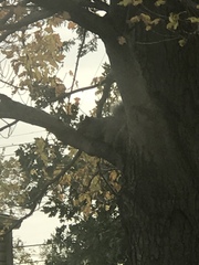 Sciurus carolinensis