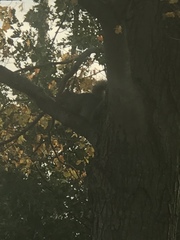 Sciurus carolinensis