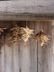 Brachycyttarus griseus