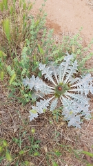 Onopordum acaulon