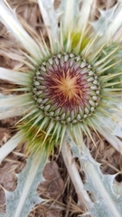 Onopordum acaulon