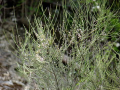 Carmichaelia australis