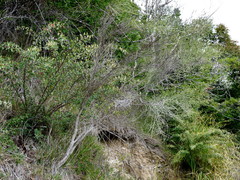 Carmichaelia australis