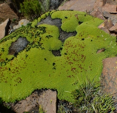 Azorella compacta