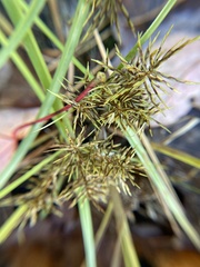 Cyperus engelmannii (Cyperus engelmannii)