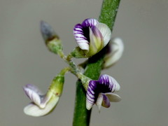 Carmichaelia australis
