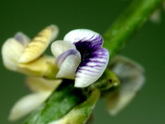 Carmichaelia australis