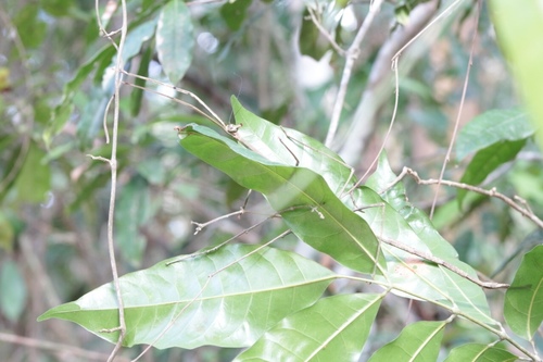 Otocrania aurita