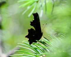 Polygonia oreas