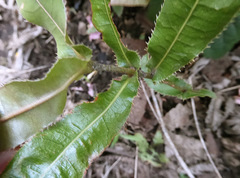 Macadamia tetraphylla