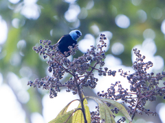 Stilpnia cyanicollis