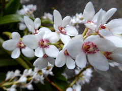 Sarcochilus hartmannii