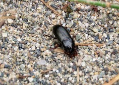 Harpalus