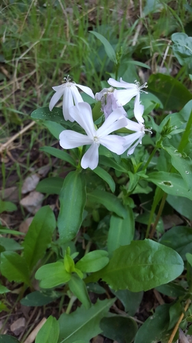 Saponaria officinalis