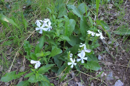 Saponaria officinalis