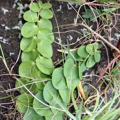 Evolvulus prostratus