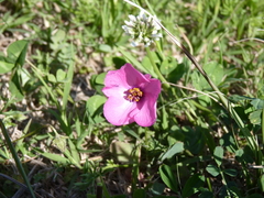 Modiolastrum gilliesii