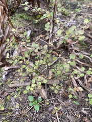 Coprosma rhamnoides