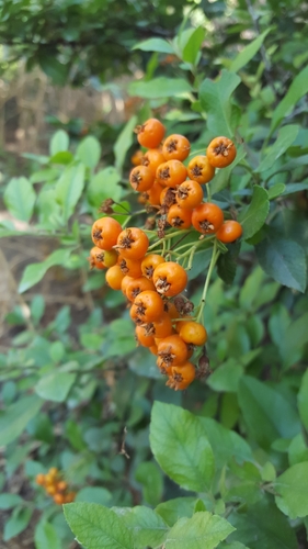 Pyracantha coccinea