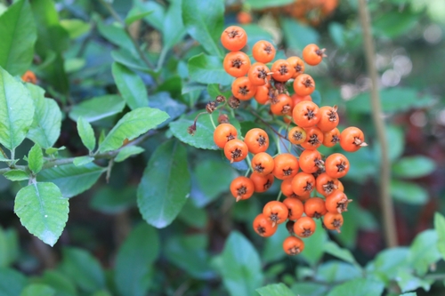 Pyracantha coccinea