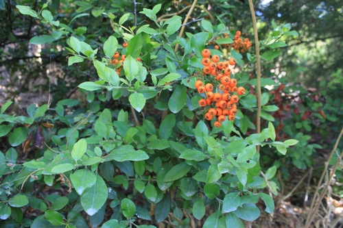 Pyracantha coccinea