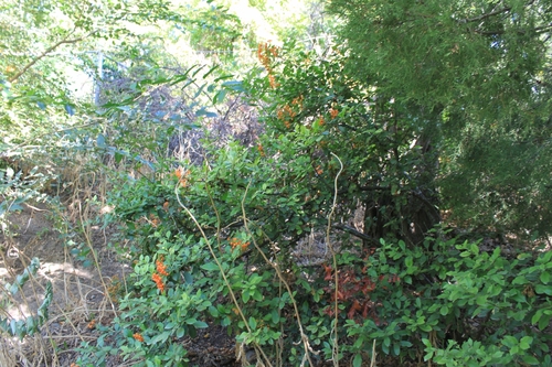 Pyracantha coccinea