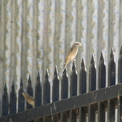 Haemorhous mexicanus
