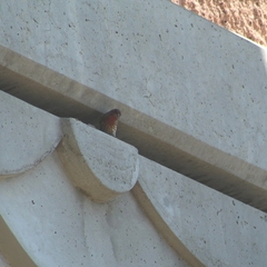 Haemorhous mexicanus