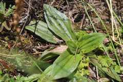 Plantago australis