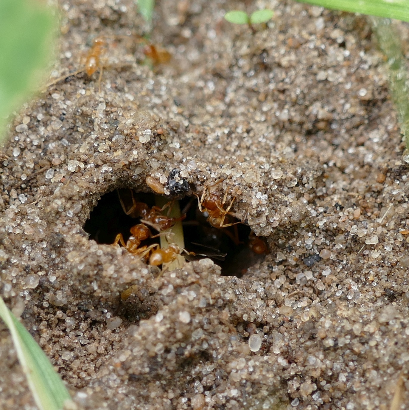 Cautolasius