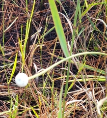 Eriocaulon decangulare image