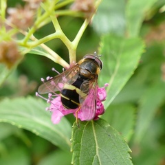Dasysyrphus tricinctus