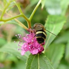 Dasysyrphus tricinctus