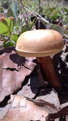 Aureoboletus projectellus