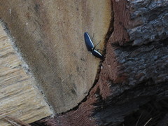 Chalcolepidius apacheanus